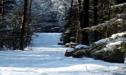 Zdjecie POLSKA / Lubelszczyzna / Zwierzyniec- Park- Trasa na Bukowa Górę / Zwierzyniec- Piękno Roztocza