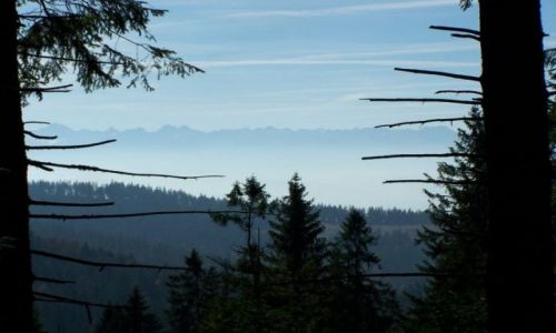 Zdjecie POLSKA / Maopolska / Turbacz / widok na Tatry po drodze na Turbacz