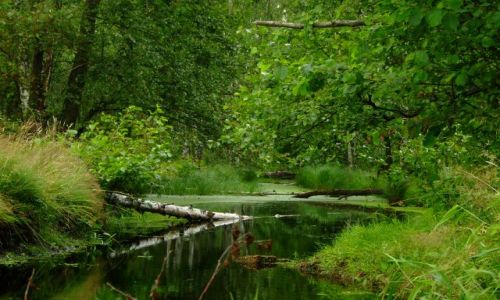 Zdjecie POLSKA / Mazury / Niedaleko jez.Gim / kanaek