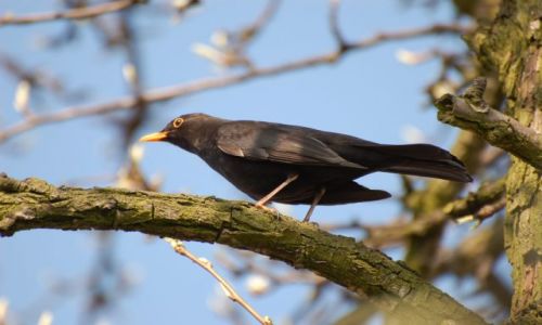 Zdjecie POLSKA / WIELKOPOLSKA / brak / Kos (Turdus merula)