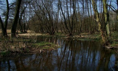 Zdjecie POLSKA / pomorski / Sepolanski Park Krajobrazowy /  lesna ostoja