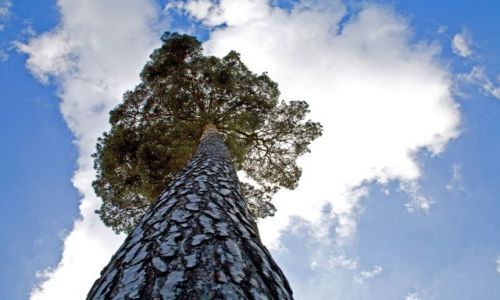 Zdjęcie POLSKA / Mazowsze / Zalesie Dolne / DRZEWO