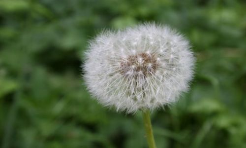 Zdjęcie POLSKA / wielkopolska / las jelonek / babie lato