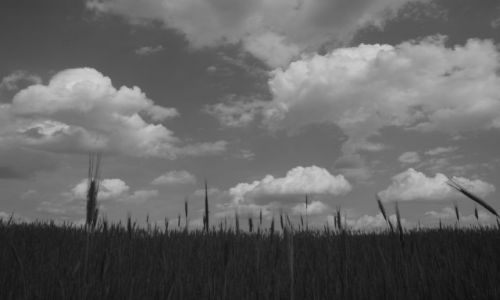 Zdjęcie POLSKA / wielkopolska / las jelonek / ziemia i niebo