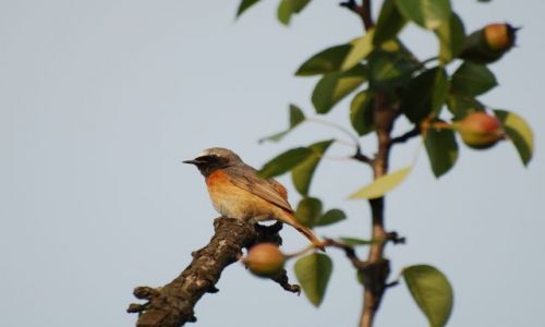 Zdjecie POLSKA / WIELKOPOLSKA / brak / Pleszka (Phoenicurus phoenicurus)