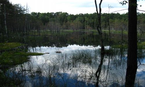 Zdjecie POLSKA / Mazowsze / Mazowiecki Park Krajobrazowy / Rezerwat Bocianowskie Bagno