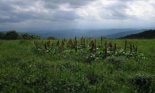 Zdjecie POLSKA / brak / Bieszczady / Na granicy