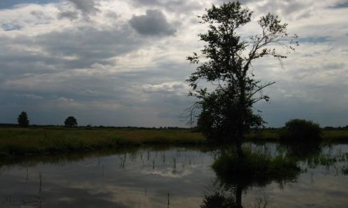Zdjecie POLSKA / Mazowsze / Mazowiecki Park Krajobrazowy / Bagno Caowanie