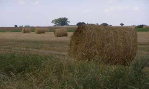 Zdjecie POLSKA / kujawsko-pomorskie / powiat Radziejów / rolki