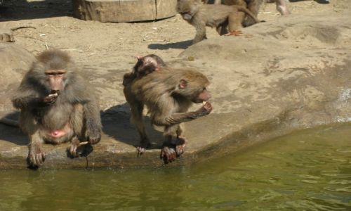 Zdjecie POLSKA / WARSZAWA / WARSZAWSKI OGRD ZOOLOGICZNY / ZOO