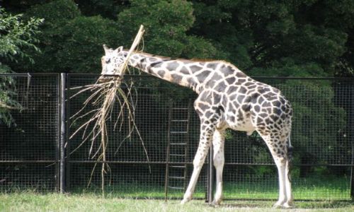 Zdjecie POLSKA / WARSZAWA / WARSZAWSKI OGRD ZOOLOGICZNY / ZOO