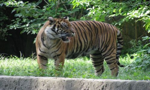 Zdjecie POLSKA / WARSZAWA / WARSZAWSKI OGRD ZOOLOGICZNY / ZOO