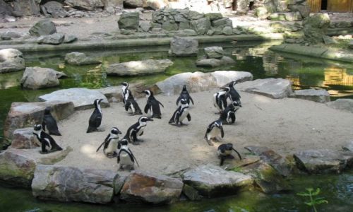 Zdjecie POLSKA / WARSZAWA / WARSZAWSKI OGRD ZOOLOGICZNY / ZOO