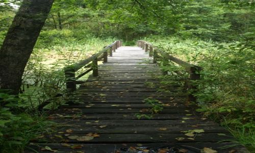 Zdjecie POLSKA / Mazowsze / Bagno Całowanie / Największa atrakcja ... mostek od lewej...