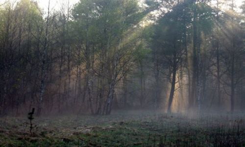 Zdjecie POLSKA / Mazowsze / Mazowiecki Park Krajobrazowy / jesienne smaczki