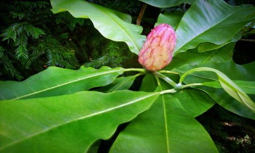Zdjecie POLSKA / łódzkie / Rogów / Magnolia