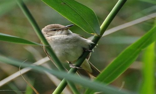 Zdjęcie POLSKA / Roztocze / Stawy Echo / Trzciniak
