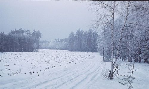 Zdjecie POLSKA / Mazowsze / Mazowiecki Park Krajobrazowy / Kiedy skończą się szarugi...