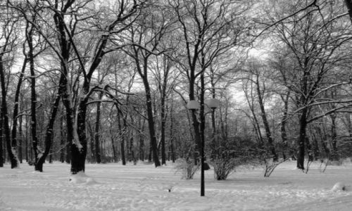 Zdjcie POLSKA / Radom / park im.Kociuszki / zima 2010