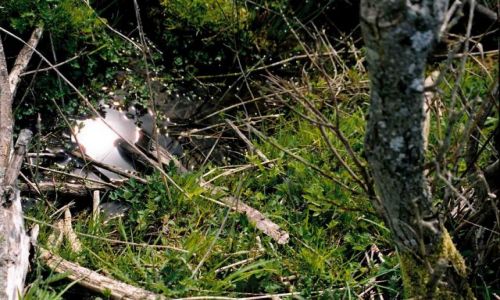 Zdjęcie POLSKA / suwalszczyzna / smolniki / słońce uwięzione w kałuży