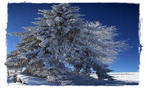 Zdjęcie POLSKA / -Tatry / ok.Witowa / zimowe drzewko