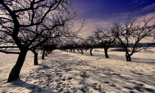 Zdjęcie POLSKA / dolnyśląsk / KOTOWICE / ZIMOWY SAD