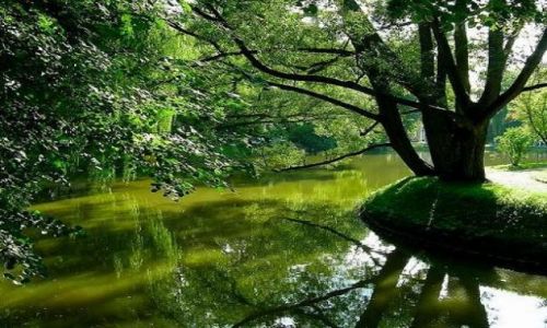 Zdjecie POLSKA / lubelszczyzna / Naczw / Naczowski park - dzisiaj bardziej zielony