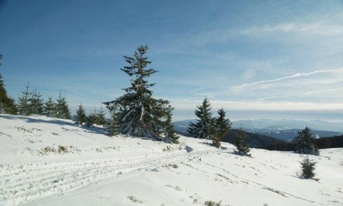 Zdjecie POLSKA / Beskid ywiecki / czerwony szlak z Wielkiej Raczy / W drodze na Przegibek