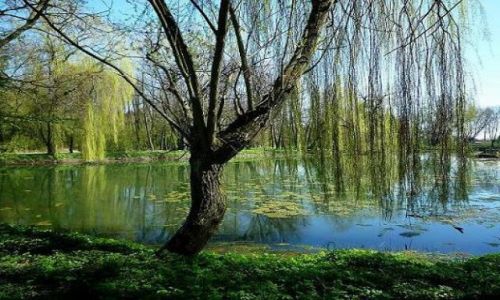Zdjęcie POLSKA / Lubelszczyzna / Wierzchowiska / Staw w Wierzchowiskach