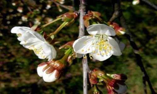 Zdjęcie POLSKA / pomorsko-kujawski / bydgoszcz / kwiat wiśni