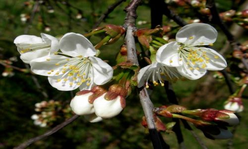 Zdjęcie POLSKA / pomorsko-kujawski / bydgoszcz / kwiat