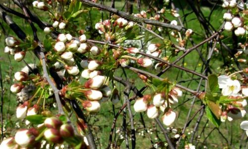 Zdjęcie POLSKA / pomorsko-kujawski / bydgoszcz / pąki