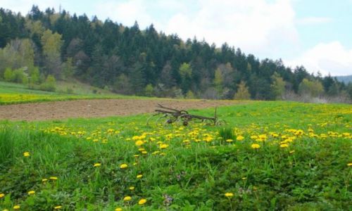 Zdjęcie POLSKA / Beskidy / Radziechowy / KONKURS-wiosenny ład