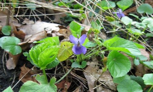 Zdjęcie POLSKA / Beskid Śląski / zbocza Czantorii / Konkurs- Witam, już jestem