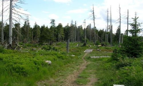 Zdjęcie POLSKA / Beskid  Żywiecki / Romanka / moje wędrowanie po Beskidach ...czyli wiatrołomy Romanki