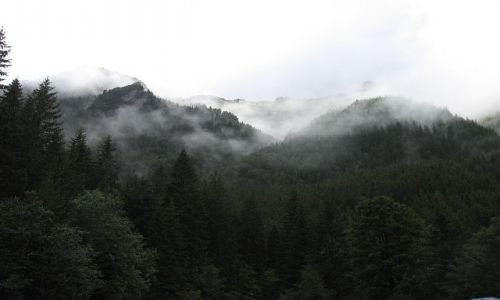 Zdjecie POLSKA / tatry / las / po deszczu