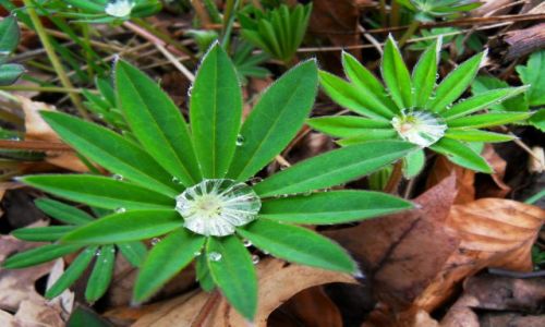 Zdjęcie POLSKA / śląski / w lasku / Mały wodopój.