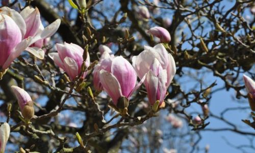 Zdjecie POLSKA / Wielkopolska / Krnik / Magnolia