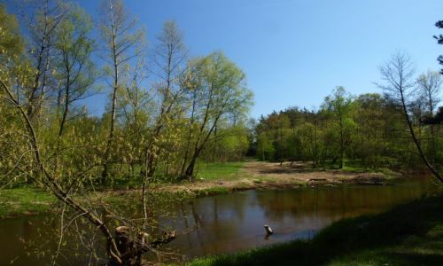 Zdjecie POLSKA / mazowsze / Radiwek / wider