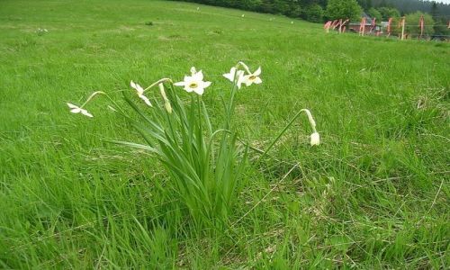 Zdjecie POLSKA / Beskid  Żywiecki / w drodze na Rycerzową / moje wędrowanie po Beskidach ...nic już wiosny nie powstrzyma