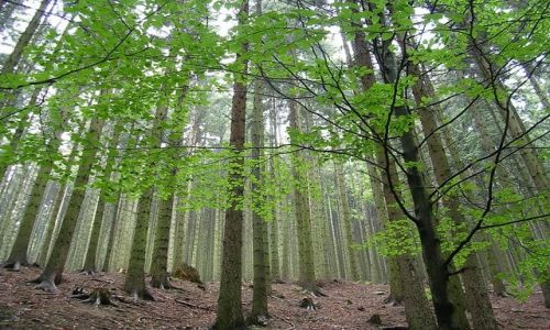 Zdjecie POLSKA / Beskid  Żywiecki / w drodze z Rycerzowej / moje wędrowanie po Beskidach ...parujący po deszczu las