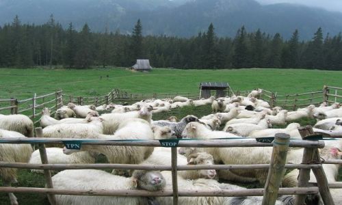 Zdjcie POLSKA / Tatry / Rusinowa Polana / ... a baca poszed ... spa?Hej!