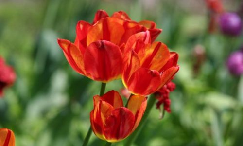 Zdjęcie POLSKA / osiniec / osiniec / tulipan