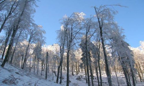 Zdjęcie POLSKA / Góry Sowie / Kalenica / zimowy las