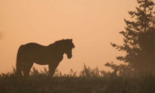 Zdjęcie POLSKA / Mazury / Krutynia / przed wschodem