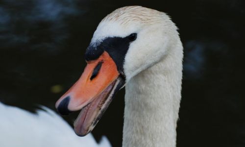 Zdjęcie POLSKA / Mazury / Krutynia / a wloski na zelik..