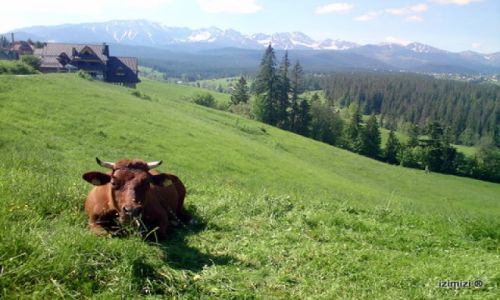 Zdjecie POLSKA / TATRY / MURZASICHLE / KRWKA