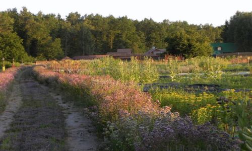 Zdjecie POLSKA / Podlasie / Koryciny / ZIELNIK