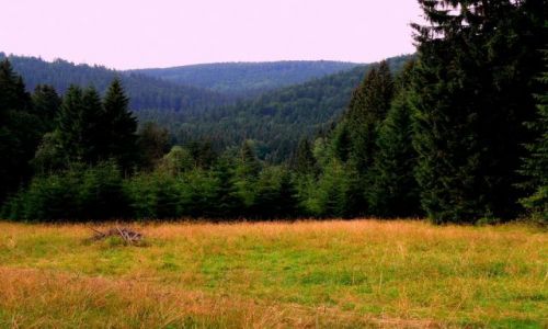 Zdj�cie POLSKA / G�ry Bialskie / W drodze do puszczy Jaworowej / Prawdziwa dzicz