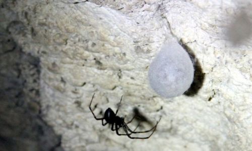 Zdjęcie POLSKA / Ojcowski Park Narodowy - Jaskinia Nietoperzowa / Jerzmanowice / Sieciarz jaskiniowy (Meta Menardi)